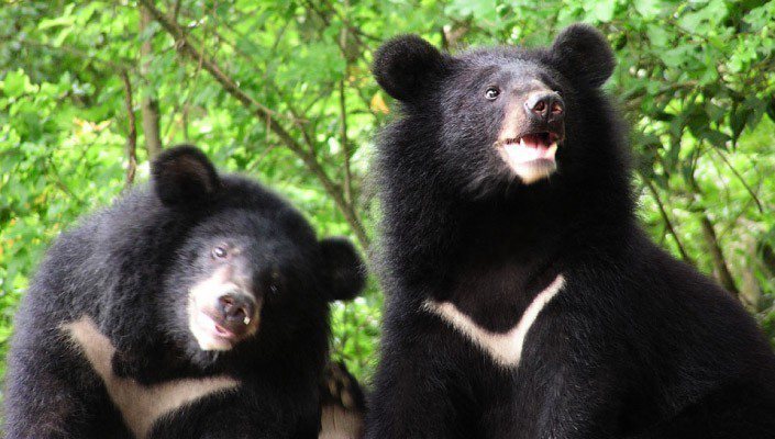 台灣黑熊是只有台灣才有的特有亞種，且是台灣唯一的原生熊類，目前面臨生存挑戰。 照片提供／台灣黑熊保育協會
