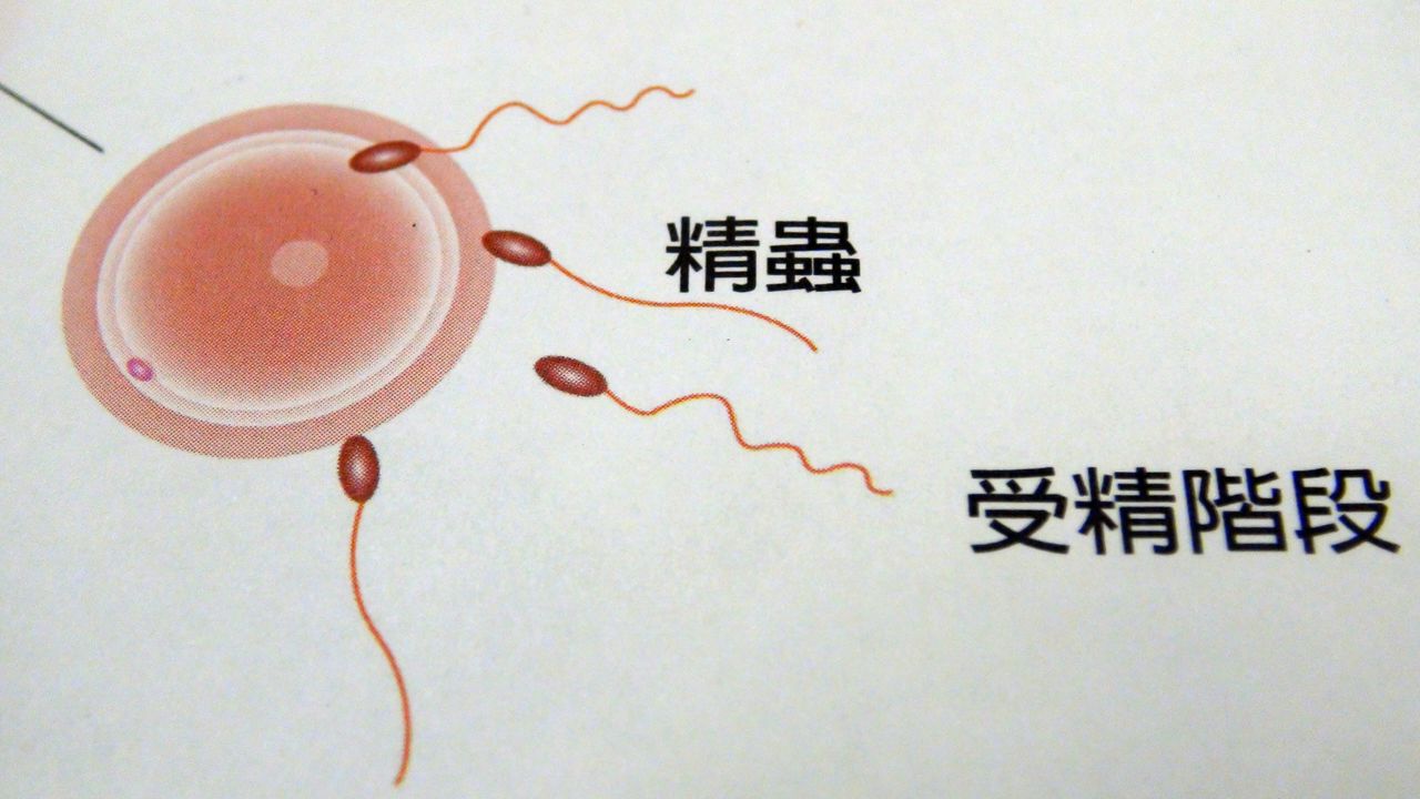 不孕夫妻求子難，台灣生殖醫學會在公共政策網路參與平台發起連署，盼人工生殖法能放寬門檻，同意不孕症患者接受手足捐精卵。記者王昭月／ 攝影