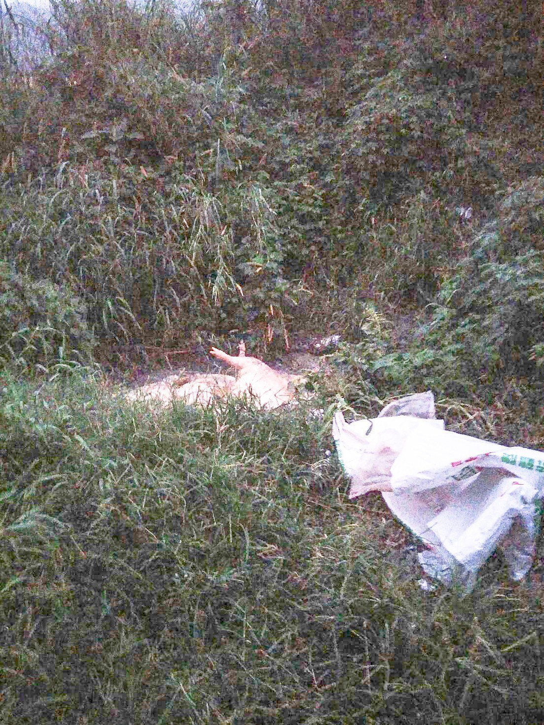 約6隻死豬被丟棄於花蓮縣壽豐鄉豐坪一號橋旁的偏僻排水溝，公所正派員清運中。記者蔡翼謙／翻攝