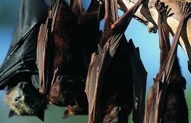 科學家在一隻中國大陸的蝙蝠肝臟內發現類伊波拉病毒，且確定能感染包含人類在內的多種哺乳動物。（搜狐網）