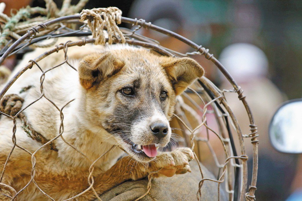 窩動保週報 第023期越南河內21年擬全面停止狗肉交易 窩窩 專注為動物發聲的獨立媒體