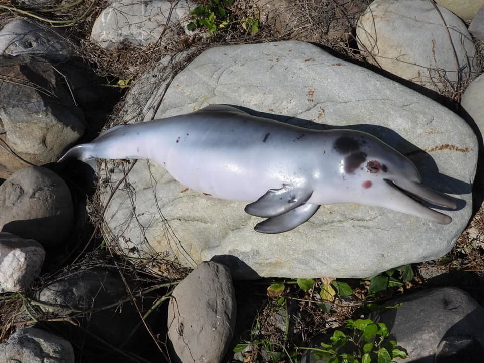 彰化擱淺的白海豚寶寶出生不到一星期。圖／蔡嘉陽提供