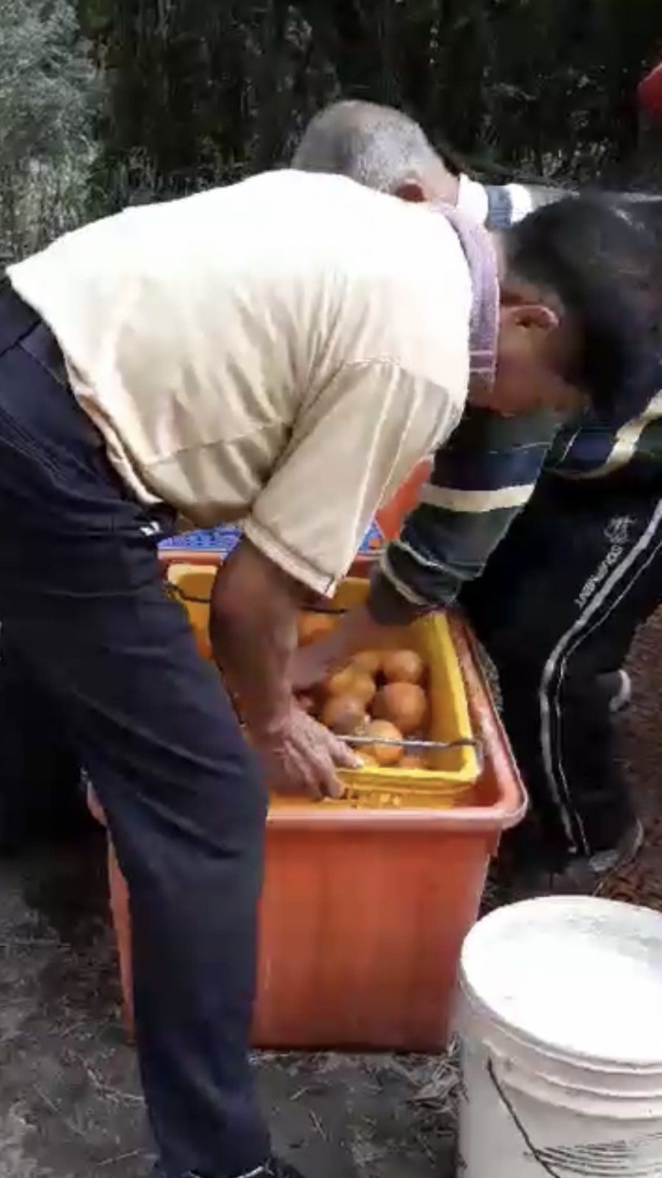 網路影片流傳柑橘泡藥，台中市農業局長說入庫前多會泡藥存放，避免孳生細菌。只要用合法藥劑、存放時間長就無虞。圖／取自網路影片