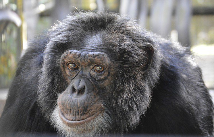 麥克傑克森的黑猩猩「泡泡」。圖／截自Wendy Rhodes推特