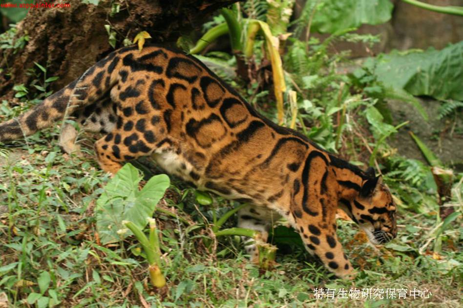台灣雲豹已近一甲子不見蹤跡，圖為與台灣雲豹同科的亞洲雲豹身影。圖／農委會特生中心提供
