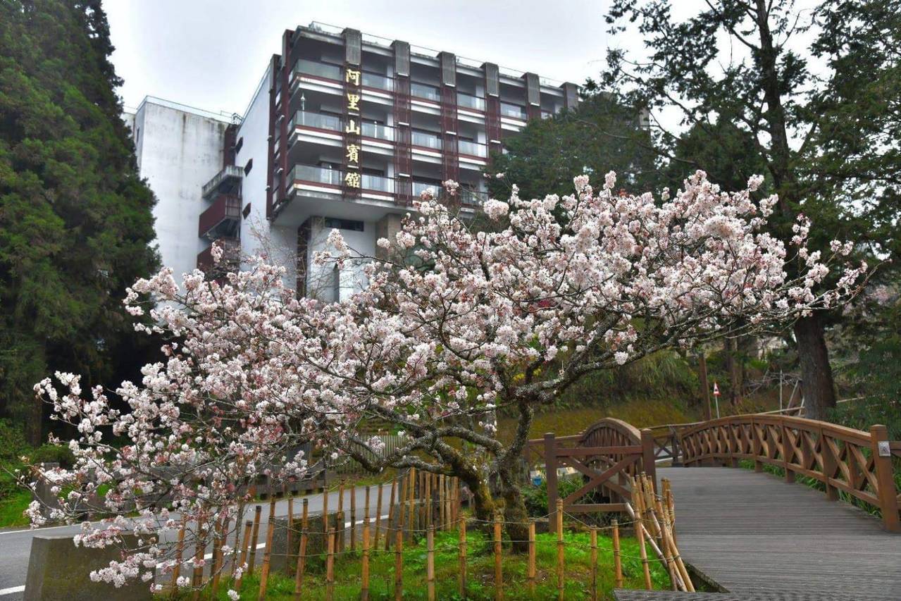 阿里山賓館前的櫻花 。圖／阿里山林鐵文處提供