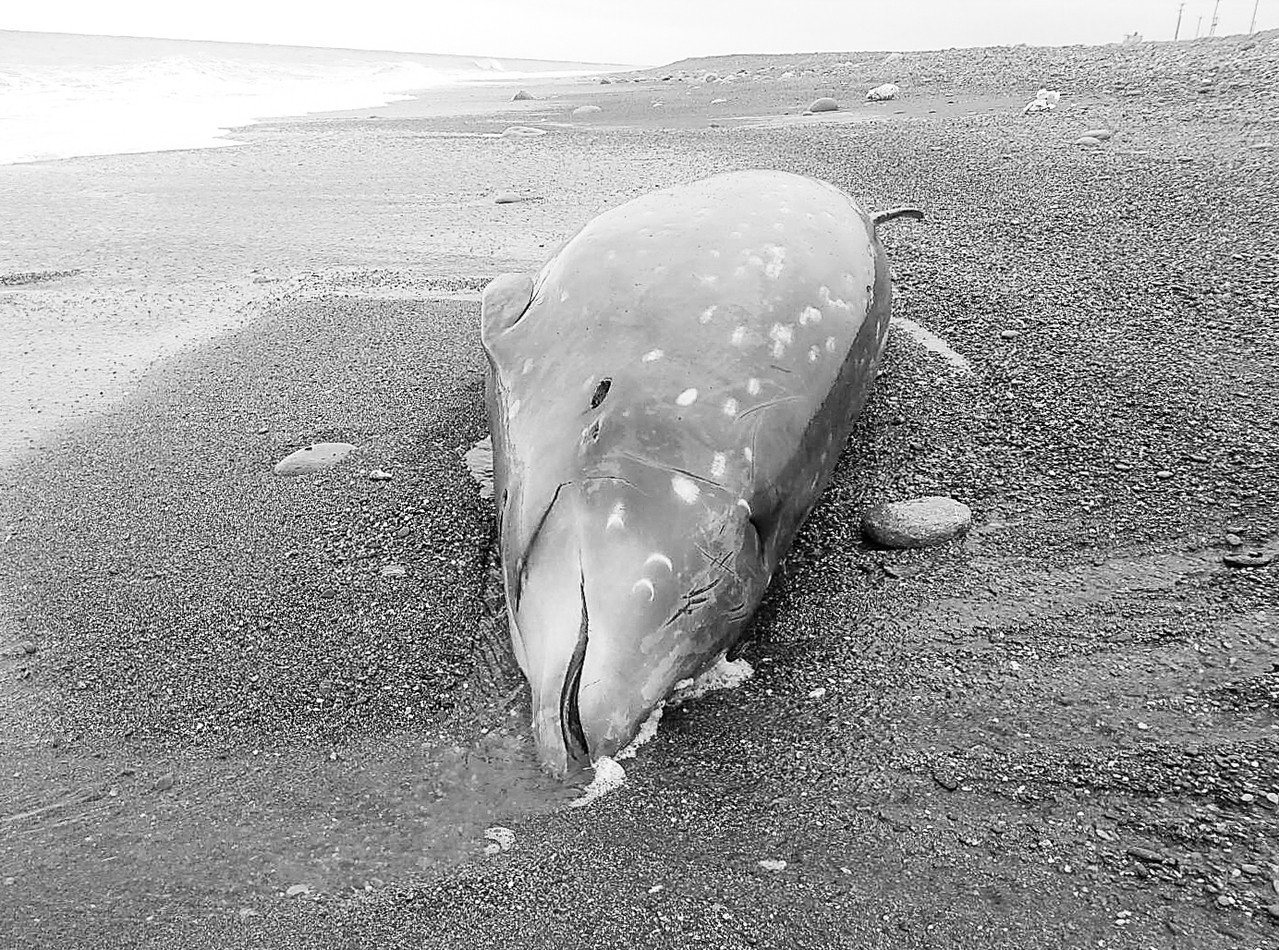 人類製造的海洋垃圾塑膠袋是鯨豚的致命殺手