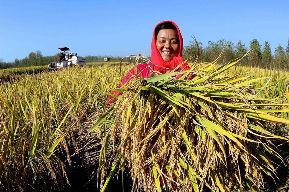 台灣第一個善循環平台「大米缸計畫」，推廣有機栽種的好米，不但減輕青農負擔，助土地重回無污染環境，每月提撥固定有機米給有需要的人或團體。 圖／新華社