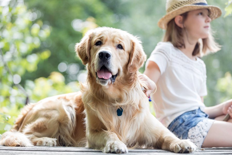 近期兩項研究均發現，經歷過心臟病或中風者，養狗能夠降低她們死亡的機率。