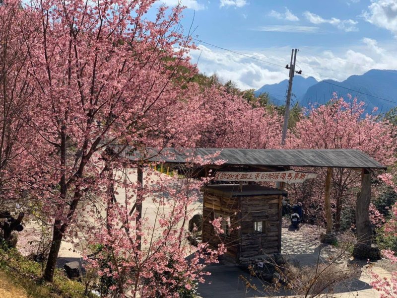 遊客一抵達司馬庫斯部落就可看到入口兩旁的粉紅色櫻花皆已盛開。