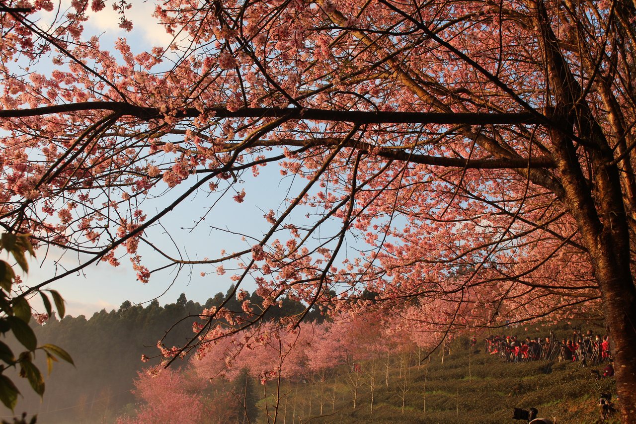 新竹縣五峰鄉櫻花大爆發，賞櫻地點之一的山上人家森林農場，除可賞櫻外，還能觀星、觀雲海、看日出，滿足攝影愛好者的所有願望。