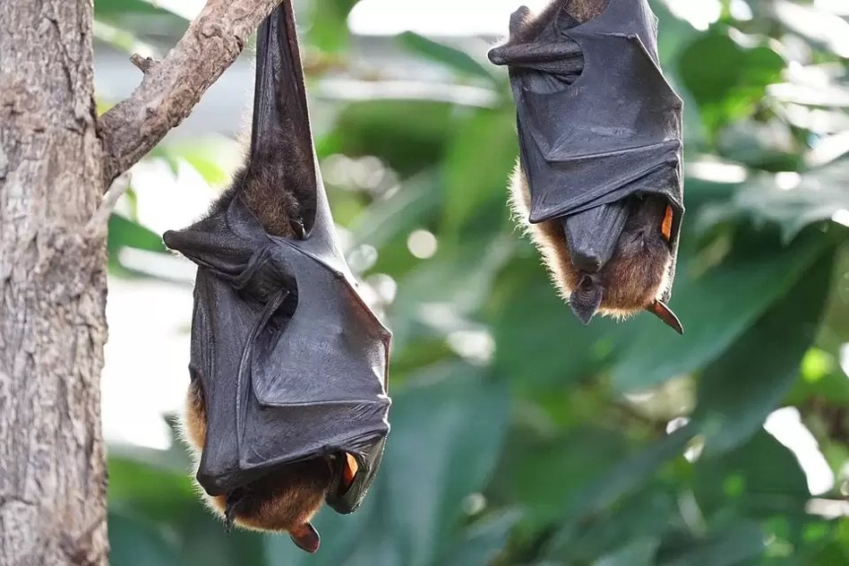 蝙蝠是古老物種，蝙蝠體內RNA病毒具有很高的突變重組率，當棲地遭破壞時，也造就牠透過中間宿主感染人類，未來有可能衝擊畜牧業。 圖／pixabay