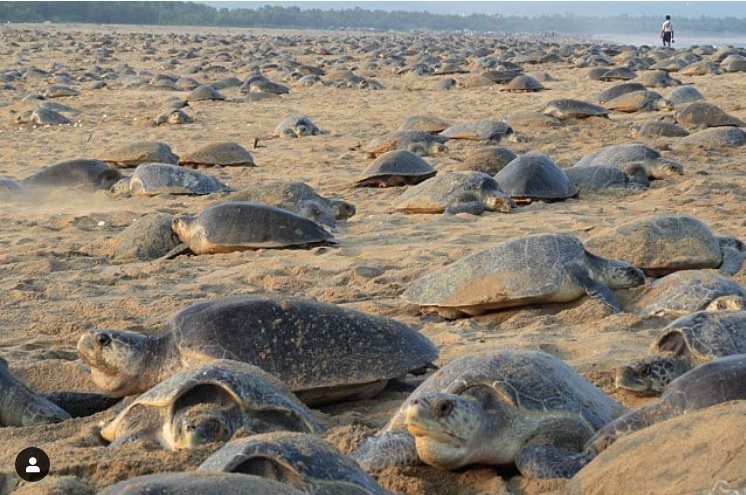 印度魯西庫利亞海灘出現海龜大規模群聚景象。  圖／擷自IGbipro_seas