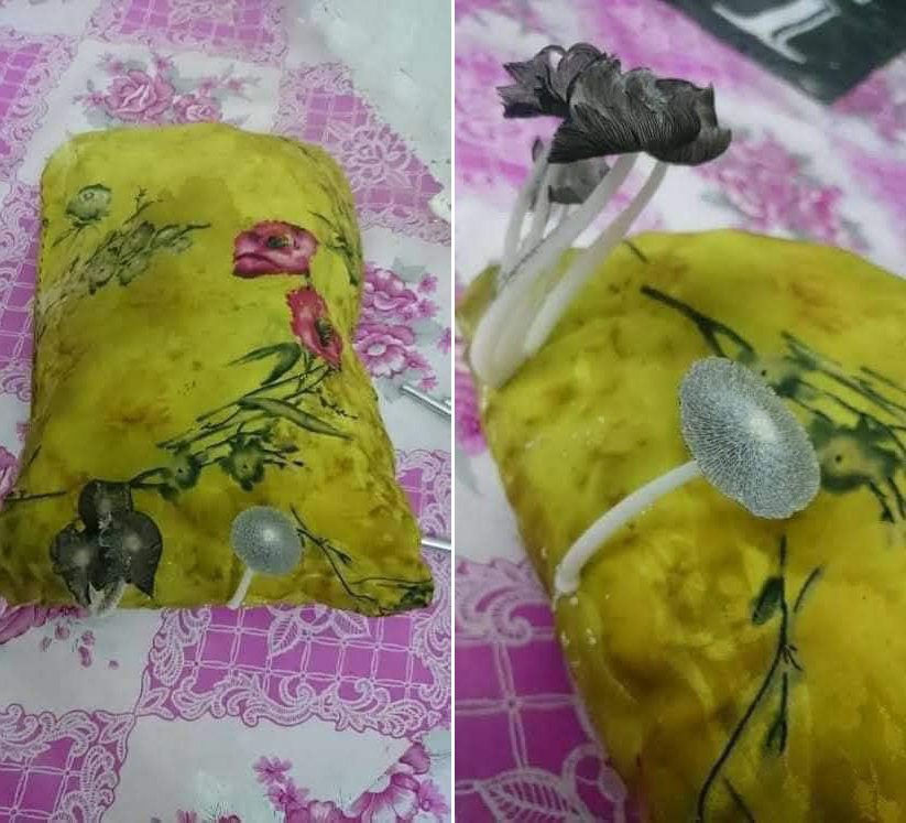 一名網友PO出兩張枕頭照片，只見枕頭上留著口水沾溼乾掉後泛黑的痕跡，旁邊竟然還長了兩朵「大香菇」，讓人看了傻眼。