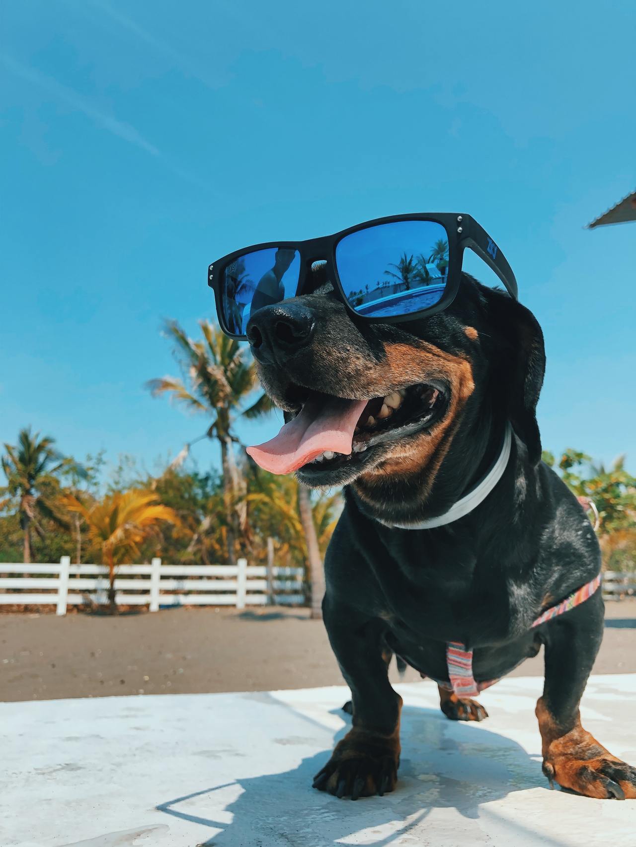 心臟病高風險群的高齡犬，切勿在海邊沙灘漫步或在柏油路上行走。圖/美國寵物食品協會提供