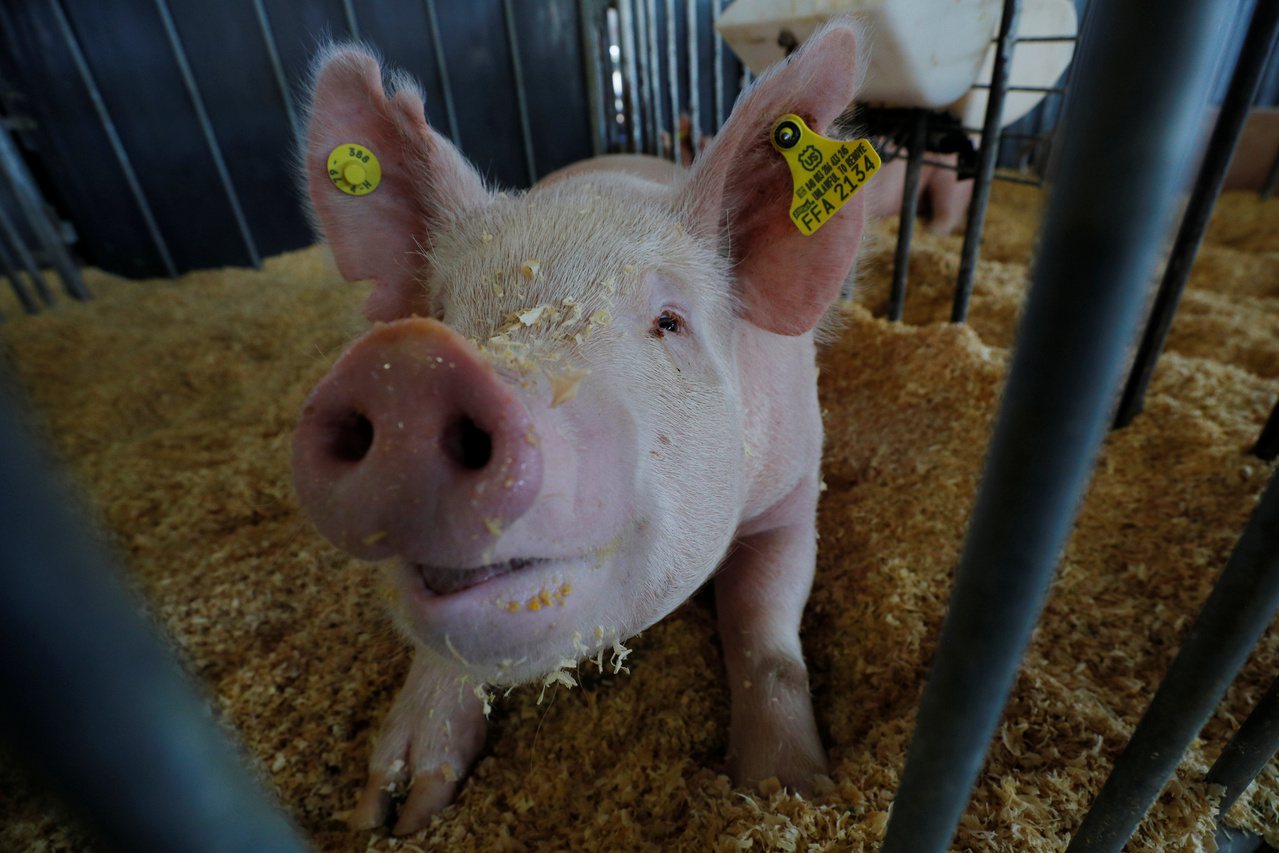 美國研究指出，出現在豬隻身上的冠狀病毒可能感染人類。路透檔案照