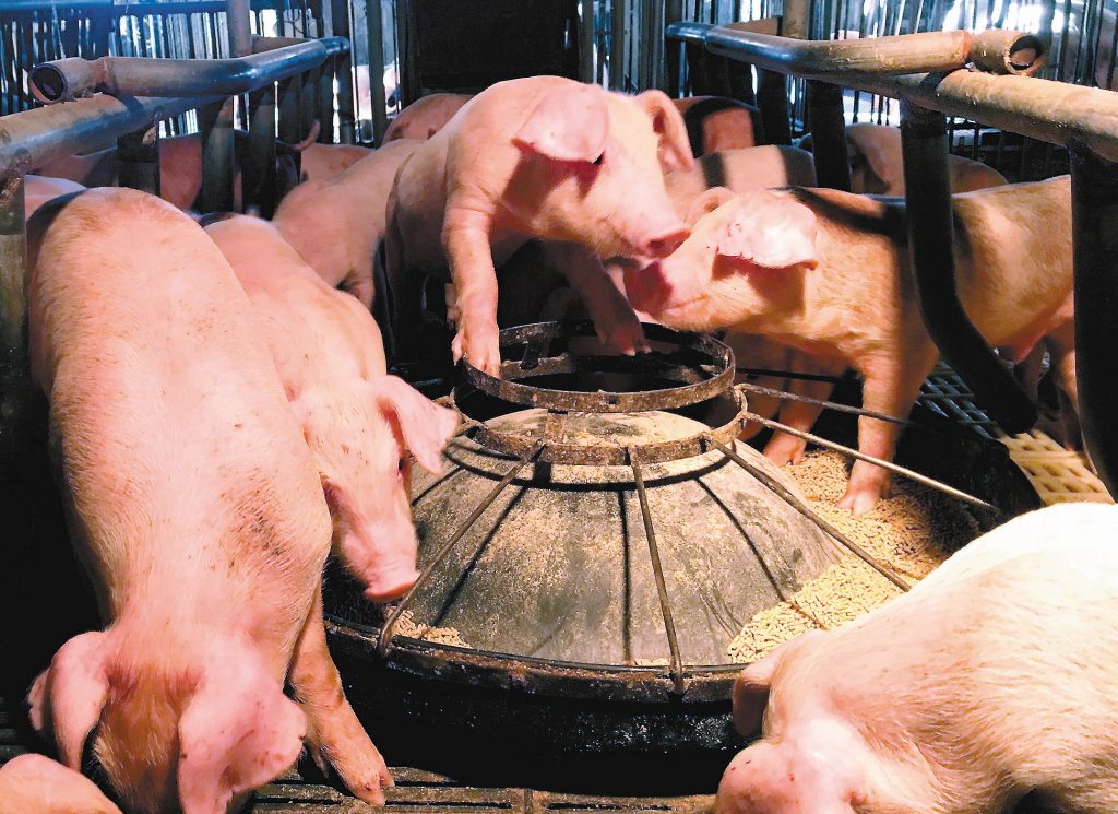 關務署表示進口豬肉須「過三關」後，才會在「豬肉儀表板」上呈現。