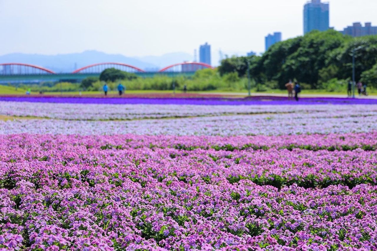 古亭河濱公園 紫爆 13萬盆紫色花毯成打卡熱點 大台北 地方 聯合新聞網