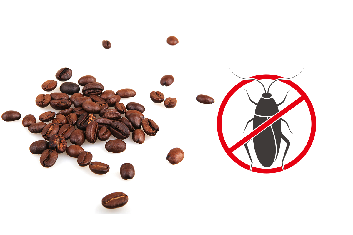 咖啡有蟑螂，你敢喝嗎？