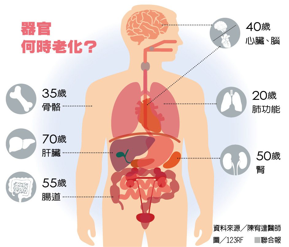 器官何時老化？ 資料來源╱陳宥達醫師 圖╱123RF