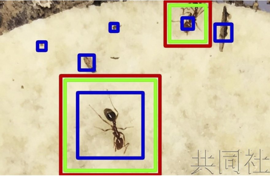 日本共同社報導，日本國立環境研究所將與台灣「蒙斯特農研」公司共同開發新技術，希望利用人工智慧識別及判定現蹤螞蟻是否為紅火蟻。 圖片來源／日本「共同社」網站