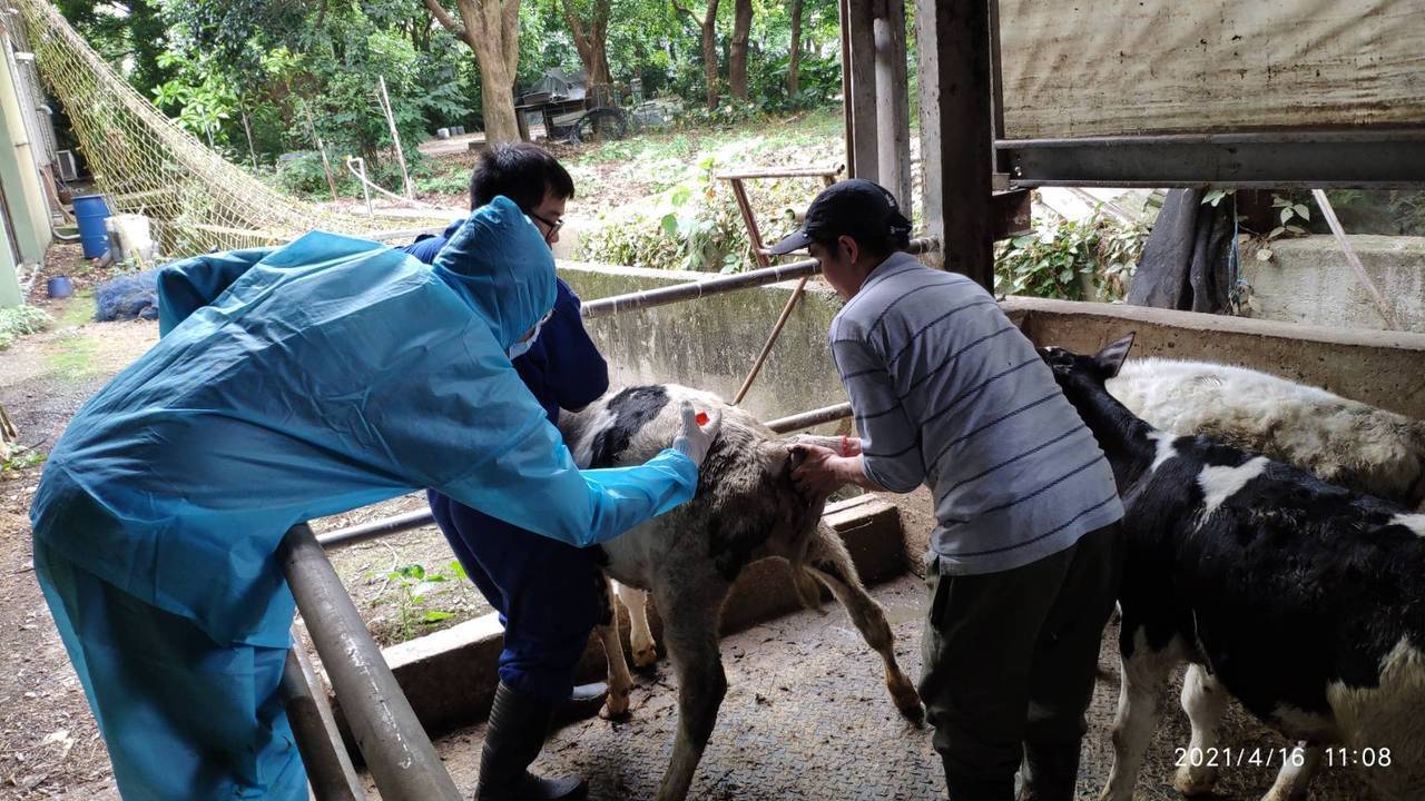 新竹縣完成全縣3108頭牛隻預防注射，僅花費30小時就完成工作。圖／新竹縣家畜疾病防治所提供