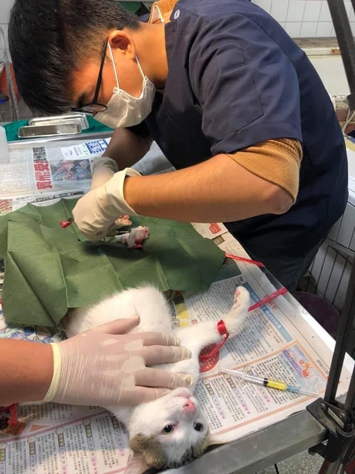 台灣目前到貨的採購疫苗加上美、日捐贈的疫苗至今已超過700萬劑，但至今「獸醫」仍不被認為是第一線醫療人員，被排除在疫苗施打名單之外。圖／獸醫提供