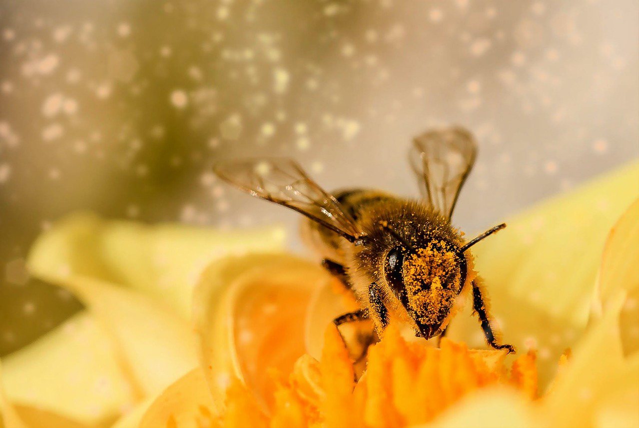 百香果在成長過程中，必須經過開花、授粉後，才能長出幼果。因此，非常需要蜜蜂的協助...