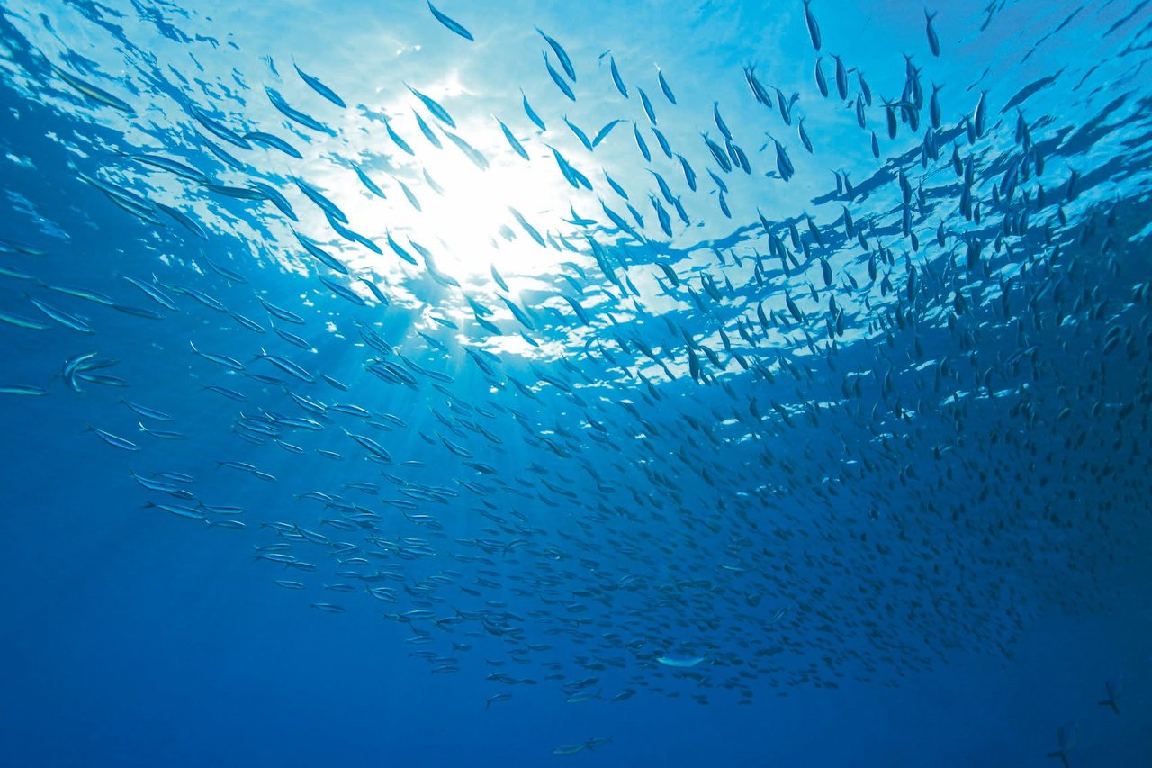 作為世界四大漁場之一的祕魯沿岸海水純淨少汙染，是優質魚源的來源，因此成為BLACKMORES澳佳寶魚油的原料首選。