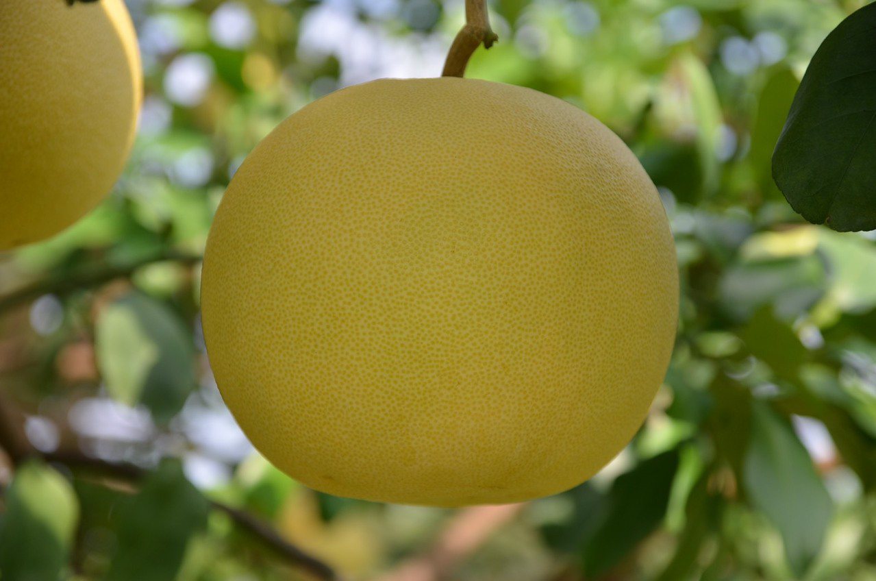 「霜降」時節，大白柚進入產季。圖／台南農改場提供