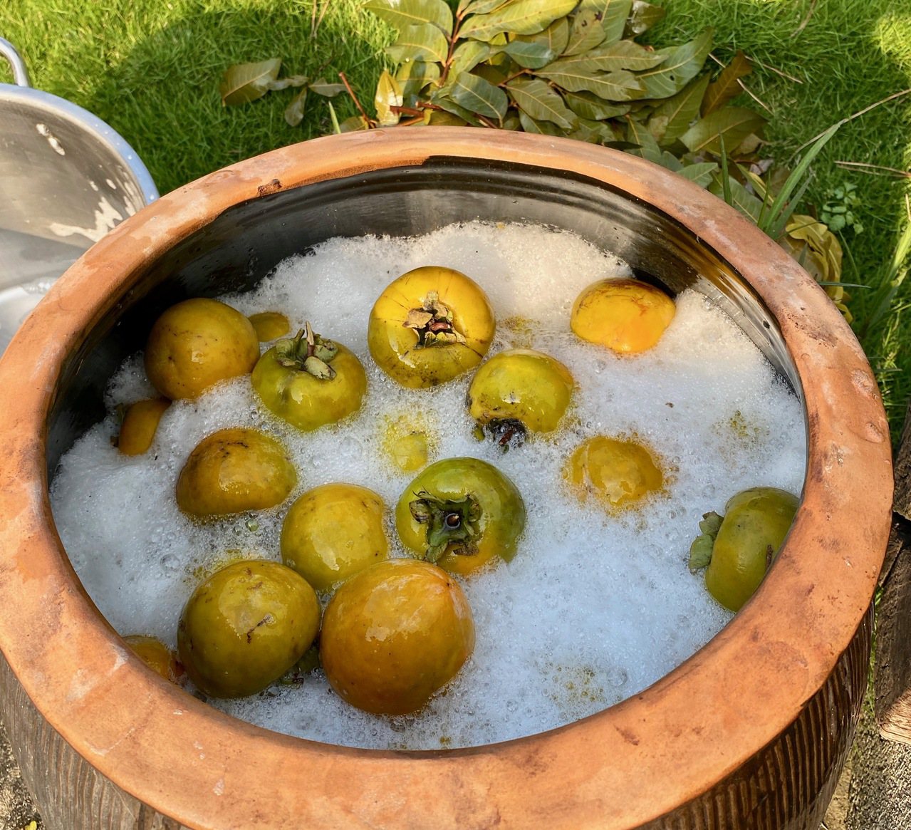 起泡後，把新鮮柿子放入缸內，水蓋過柿子即可。圖/朱慧芳提供