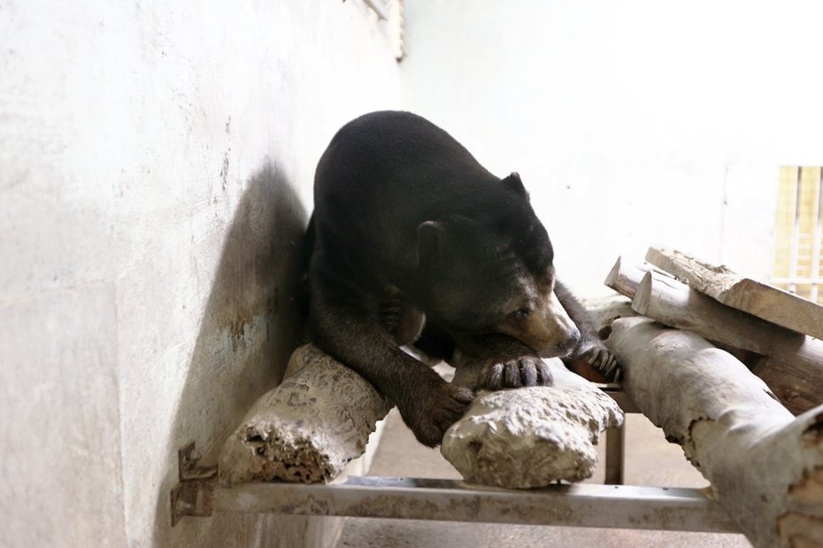 馬來熊「阿梅」在前一位飼主家時，被關在狗籠，吃類似餿水的剩飯菜，處境堪憐。壽山動物園團隊接手照顧年餘，阿梅從30多公斤長到60公斤，精神、毛色變好。記者劉學聖／攝影