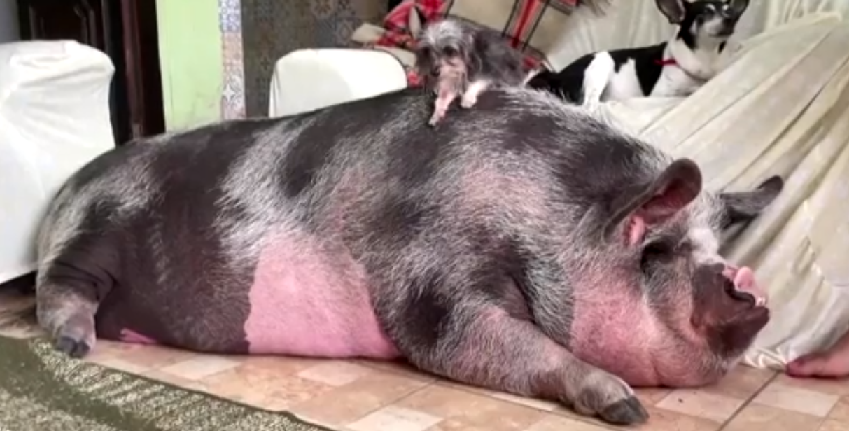 養大的豬體重250公斤，把狗狗當比例尺更顯巨大。路透