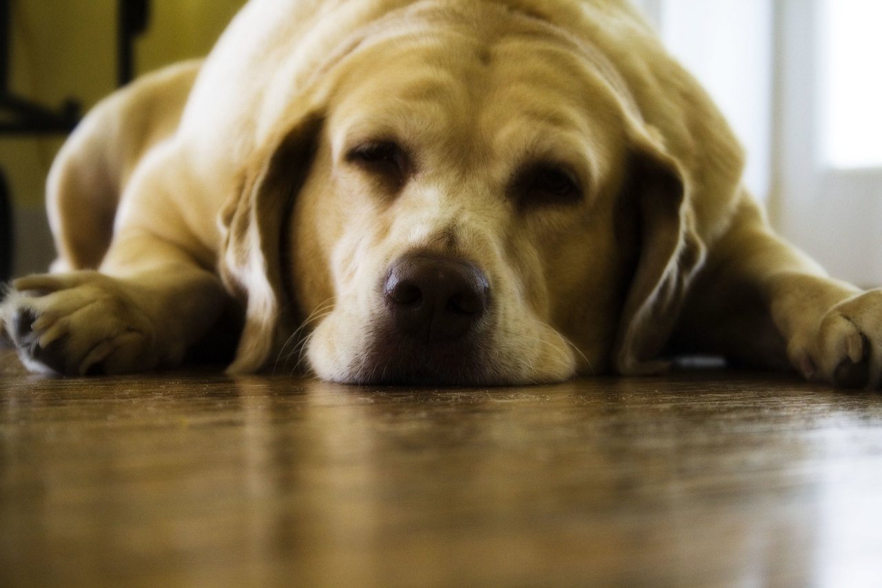 狗狗因體重失控，容易提高關節炎、糖尿病等風險，調控飲食會有幫助。圖片來源：Flickr