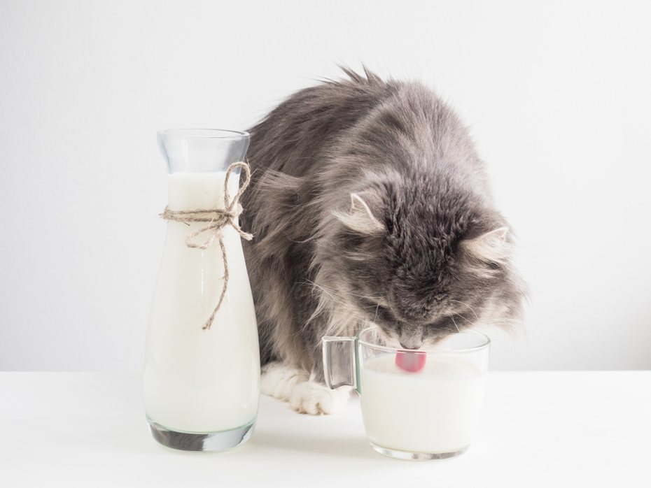 一般情況下，不建議讓貓咪喝牛奶。圖／Ingimage