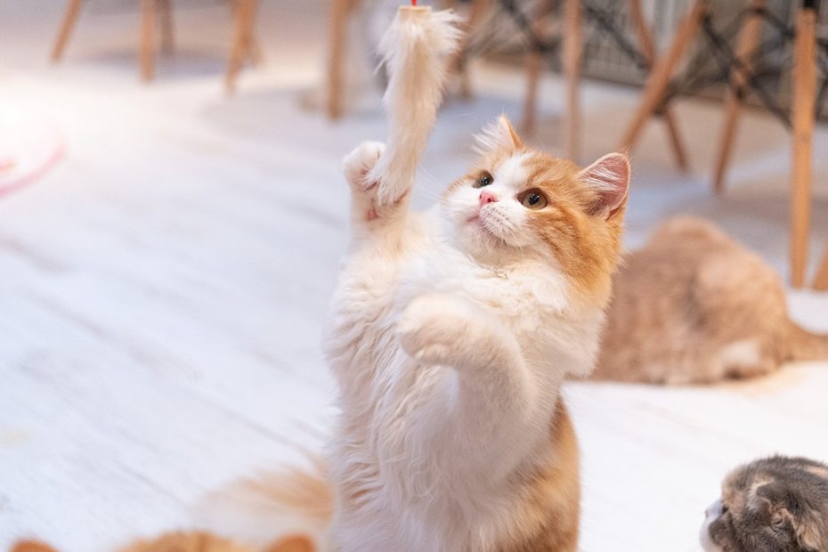 逗貓棒也是一種長長的、尖端有會吸引貓咪撥弄的玩具，因此被作為主流貓咪玩具。 (圖/取自PAKUTASO)