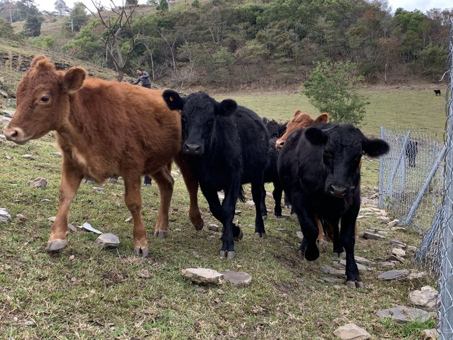 有遊客反映，清境農場的牛隻身上有壁蝨，場方已加強投藥，也將安排牛隻檢查治療。圖／清境農場提供
