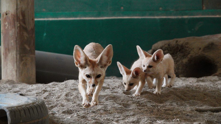 台南頑皮世界動物園新出生3隻耳廓狐，首度曝光，目前約450公克，模樣可愛。圖／頑皮世界動物園提供