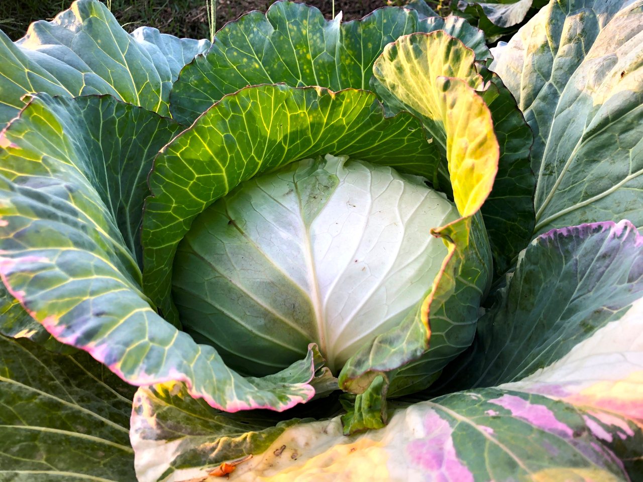 高麗菜在植物學上稱「結球甘藍」，又稱包心菜、捲心菜等，是台灣人的「國民蔬菜」。圖/柯永輝