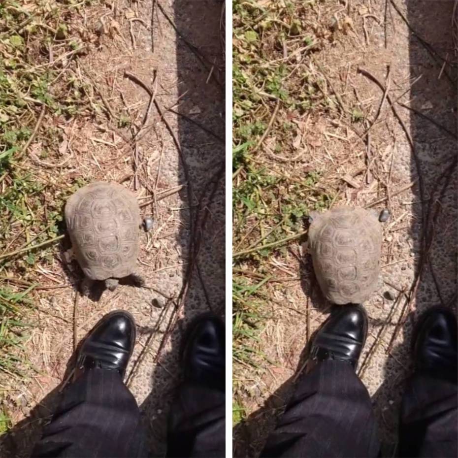 烏龜對人類的皮鞋進行頭槌攻擊。圖取自微博
