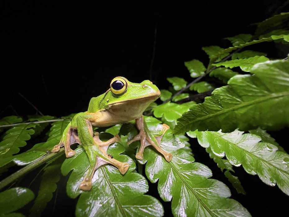 施信鋒最喜歡用平視角來拍攝青蛙，這樣翡翠樹蛙的大眼睛跟誇張的腳趾吸盤都能呈現得一清二楚。圖／©施信鋒提供