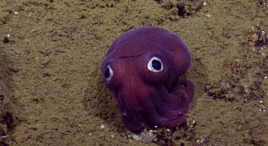 研究員在深海發現一隻紫色Q圓球，結果是一隻稀有的深海烏賊。 (圖/取自影片)