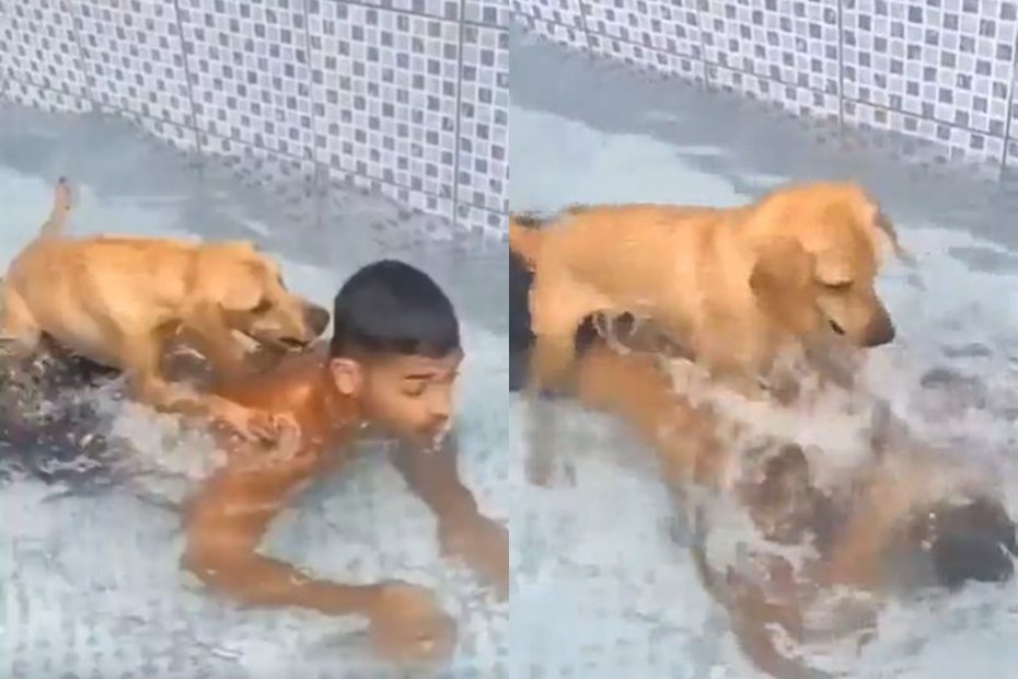 狗狗把男子的頭往水裡壓，並且不斷踩踏激起水花。圖擷自動物梗圖星球