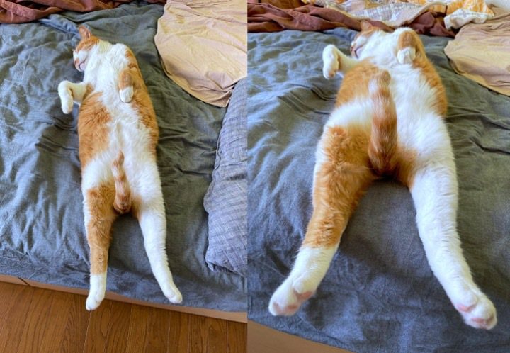 橘白貓「瑪娜」睡姿奇葩。（圖／翻攝自推特@mitoconcon）
