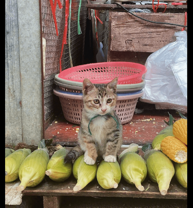 一名菜販養的小貓坐在自家玉米上，就像是在推銷這些玉米一樣。 (圖/取自微博)