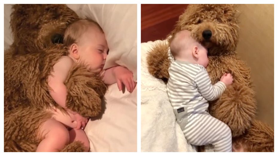 小寶寶抱著超巨大貴賓狗睡覺，就像是在抱超大隻狗娃娃。 (圖/取自IG「samsonthedood」)