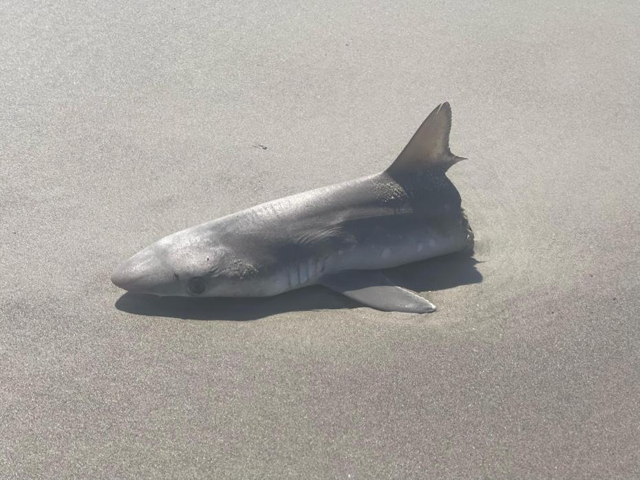 有民眾發現一隻遭到腰斬的鯊魚陳屍沙灘，死狀相當離奇。 （圖/取自Reddit）