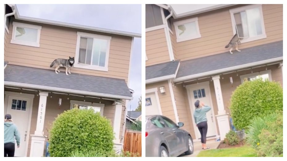 一隻哈士奇在自家屋頂上放風，被人發現趕緊自己鑽進窗戶裡逃跑。 (圖/取自影片)