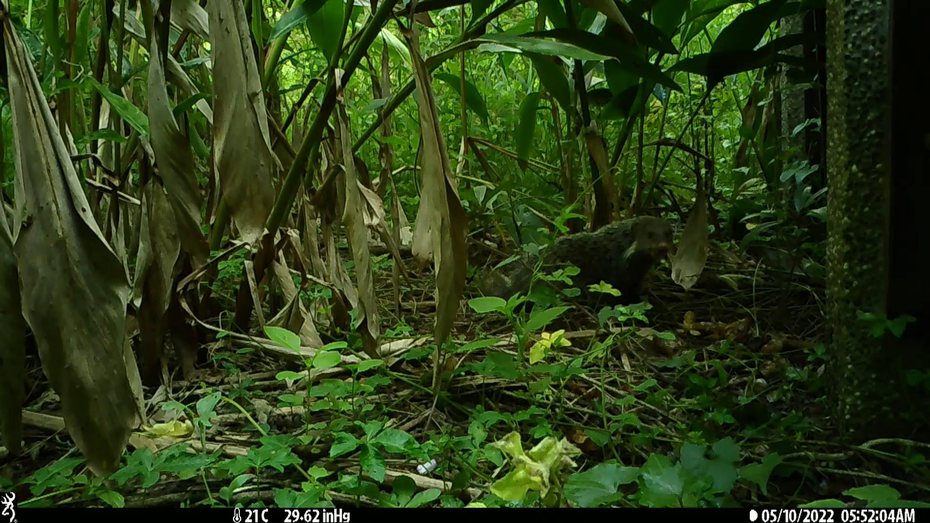 台灣石虎保育協會在預定認養區架設自動相機，最近記錄到一隻食蟹獴敲食非洲大蝸牛過程，網讚不愧萌獴的稱號。圖／台灣石虎保育協會提供