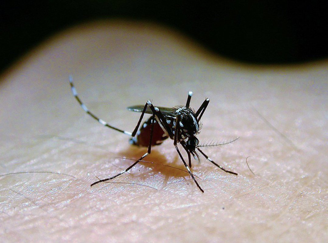 目前是日本腦炎流行高峰期，透過三斑家蚊、環蚊家蚊和白頭家蚊等傳播。圖／南投縣政府提供